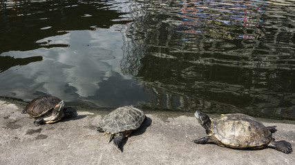 Turtles in a pond.