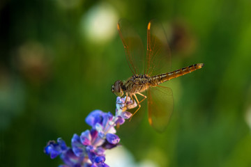 Fototapeta na wymiar Dragonfly on blue flower