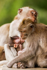 Sleeping monkeys. Monkey's family dozing. Monkey forest in Ubud, Bali, Indonesia.