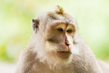Close up photo of monkey's face. Monkey forest in Ubud, Bali, Indonesia.