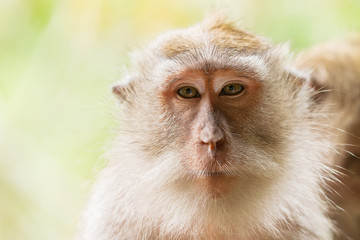 Close up photo of monkey's face. Monkey forest in Ubud, Bali, Indonesia.