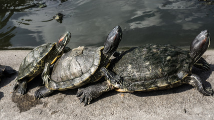 Obraz premium Turtles in a pond.