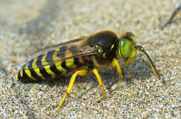 sand wasp Bembix rostrata (Crabronidae)