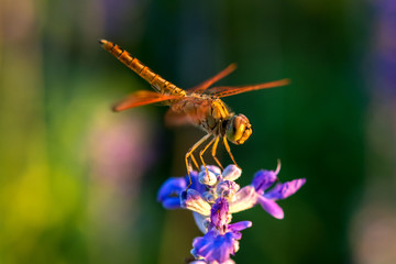 Dragonfly on blue flower