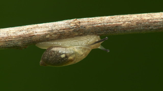 Oval Ambersnail (Novisuccinea ovalis) 2