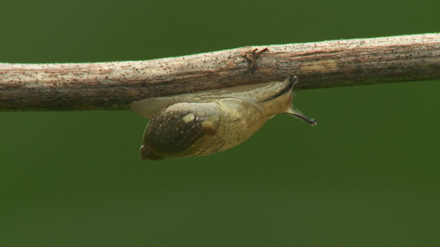 Oval Ambersnail (Novisuccinea ovalis) 3