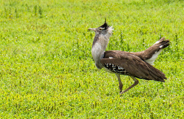 interesting bird seen in the Ngorongora Crater Landscape


