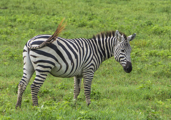 Fototapeta na wymiar a zebra swishing its tail to keep off the constant flies in the Ngorongora Crater grass 