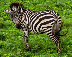 Fototapeta na wymiar a zebra turning its head as it swishes its tail to keep off the constant flies in the Ngorongora Crater grass 
