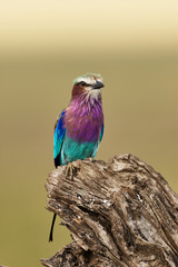 Lilac breasted roller