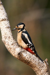 Female great-spotted woodpecker