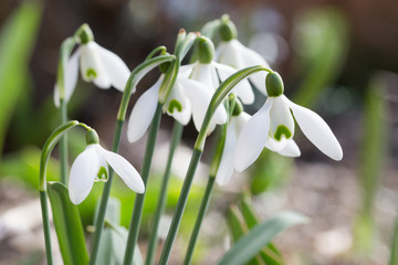 Galanthus nivalis, known as snowdrop, often symbolizing spring