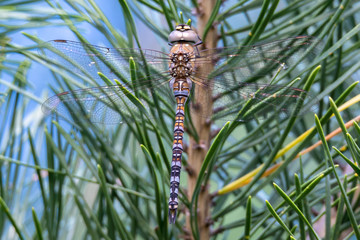 Libelle Dragonfly - Herbst Mosaikjungfer - Aeshna mixta - Nicht ausgefärbtes Männchen