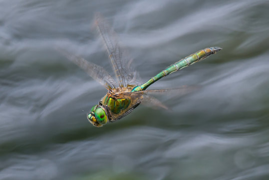 Libelle Dragonfly - Glänzende Smaragdlibelle - Somatochlora metallica - im Flug