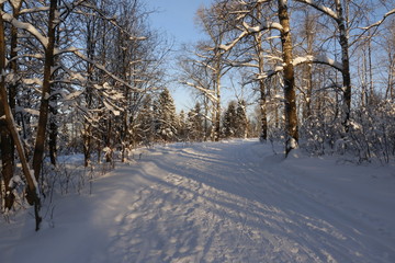 Дорожка в зимнем лесу в солнечный вечер