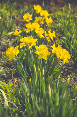 Fototapeta premium flowers spring daffodils growing in the flowerbed.selective focus.Vintage effect