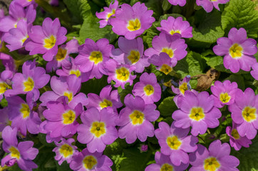 primula spring flower growing in the flowerbed