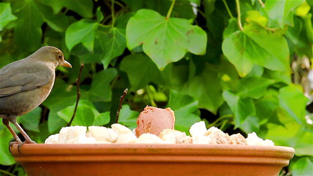 Song trush or mavis bird quickly grabbing a piece of bread in winter.
