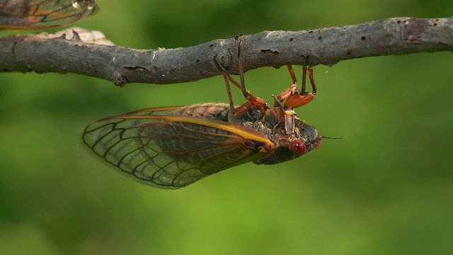 Brood II 17-year periodical cicadas (Magicicada septendecim) 2