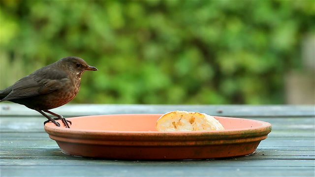 Song trush or mavis bird eating bread in winter. Picking piece and flying away.

