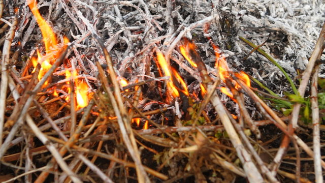 embers and ashes