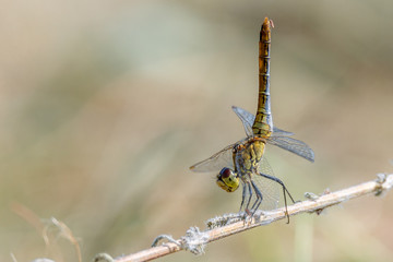 Libelle Dragonfly - Blutrote Heidelibelle - Sympetrum sanguineum -  Weibchen in Obelisk Stellung