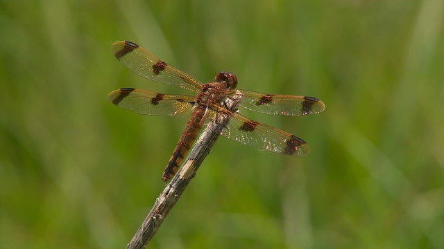 Painted Skimmer (Libellula semifasciata) Dragonfly - Female Perching 2
