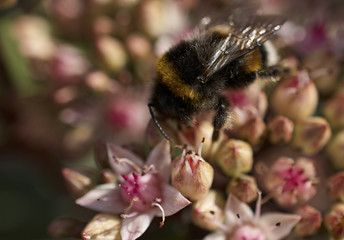 bee on flower close up