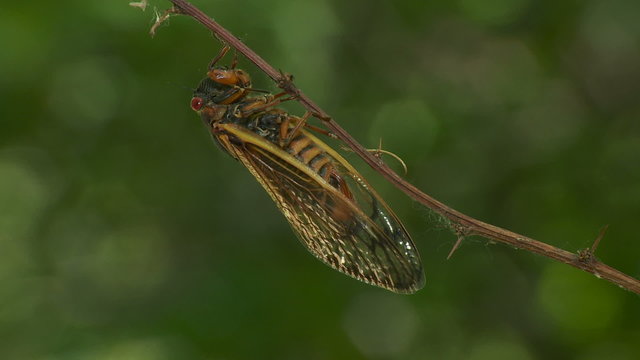 Brood II 17-year periodical cicadas (Magicicada septendecim) 10