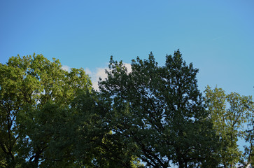 sunlight through the leaves