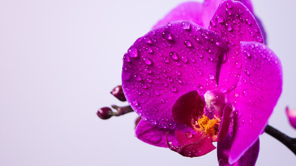 Tropical orchid flower