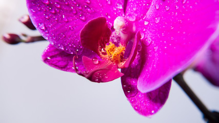 Tropical orchid flower