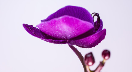 Tropical orchid flower