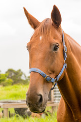 Portrait of chestnut horse with blue halter with chicken coop in the background