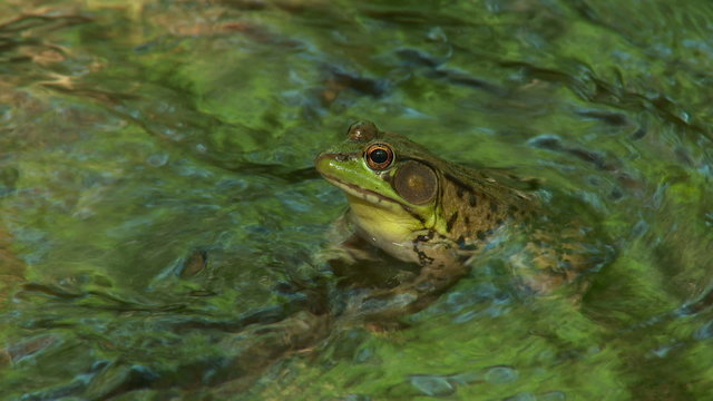 Northern Green Frog (Rana clamitans melanota)  - Male 1