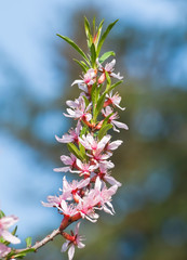 Flowers of the steppe almond (Prunus tenella)