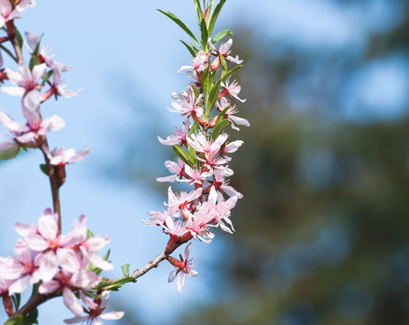 Flowers of the steppe almond (Prunus tenella)