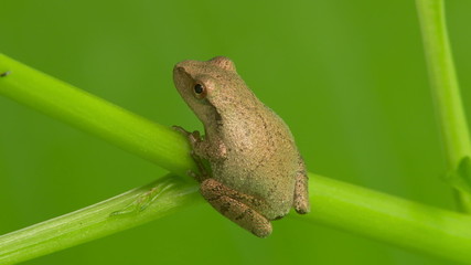 Spring Peeper (Pseudacris crucifer) 1