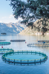 Cages for fish farming