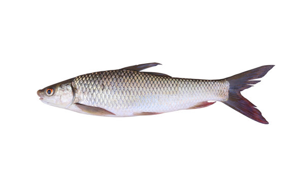 Seven-striped barb or Julian's golden carp is in the freshwater