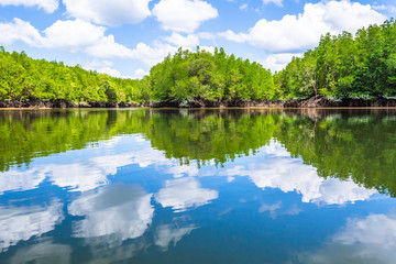 Mangrove forest reflected