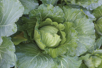 fresh green cabbage.