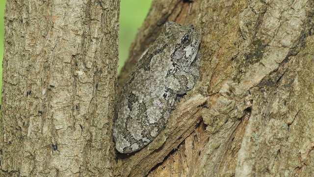 4K Gray Treefrog (Hyla versicolor) and Springtails 2
