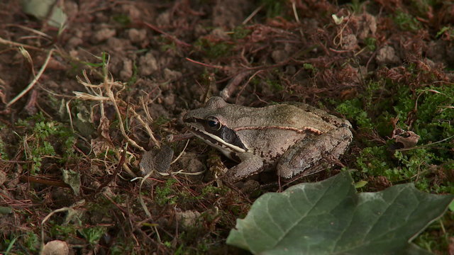 Wood Frog (Rana sylvatica) 1