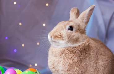 Beautiful rufus colored bunny rabbit next to Easter basket and colored eggs in soft bokeh lighting looking up slightly