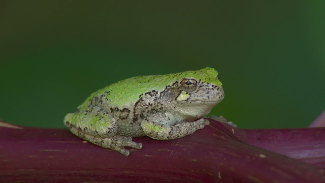 Gray Treefrog (Hyla versicolor) 7