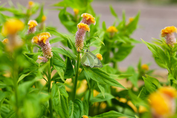 Closeup green butterfly on flower