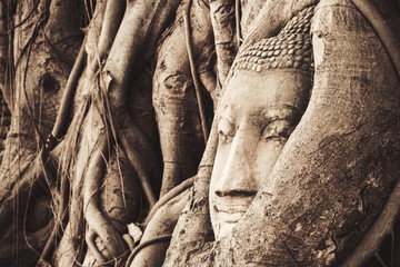 Fototapeta na wymiar Head of sand Buddha statue in the tree roots at Travel Essential