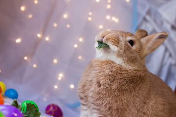 Beautiful rufus colored bunny rabbit next to Easter basket and colored eggs with a small piece of kale in mouth in soft bokeh lighting