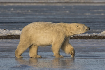 Polar Bear mid stride on ice
